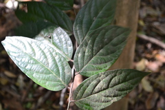 Diospyros ghatensis